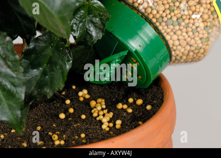Granules d'engrais à libération lente d'être appliqués au sol d'une plante en pot Banque D'Images