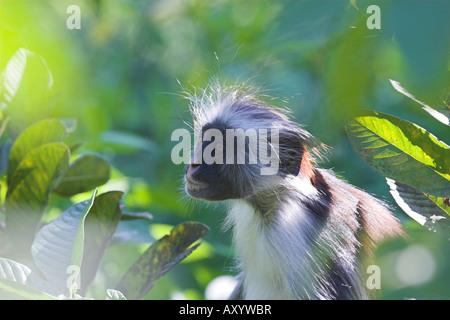 Les jeunes Zanzibar Zanzibar colobe rouge de la forêt de Jozani Banque D'Images