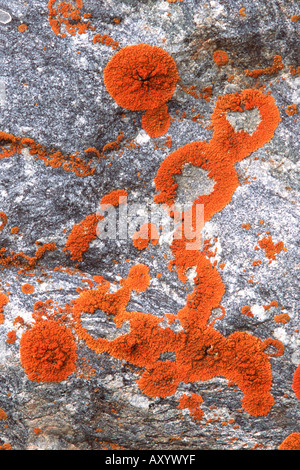 Lichens (Xanthoria spp.), sur une pierre, la Norvège, Spitzberg Banque D'Images