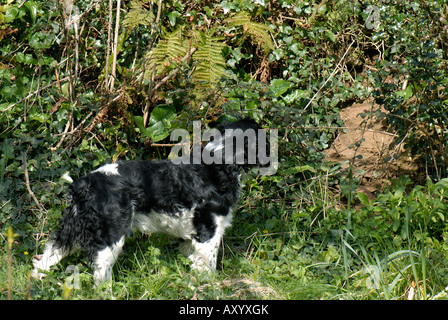 Noir blanc English springer spaniel chien en attente d'une garenne Banque D'Images