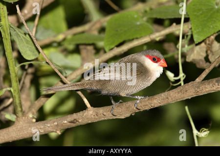 (Estrilda astrild common waxbill), assis sur une branche, au Kenya Banque D'Images