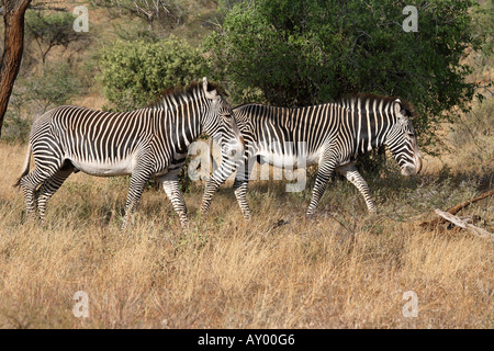Le Zèbre de Grévy (Equus grevyi), deux personnes marchant derrière eux, Kenya, Samburu np Banque D'Images