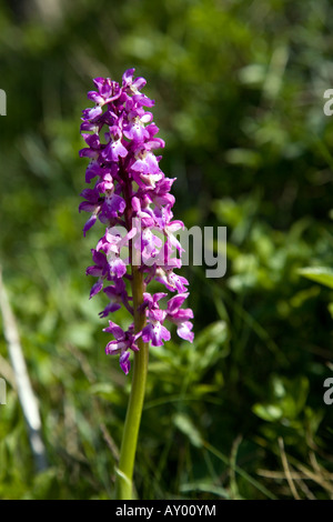 Tige florale d'un seul début de l'orchidée pourpre poussant dans son habitat naturel sur une paroi rocheuse dans le Derbyshire. Banque D'Images