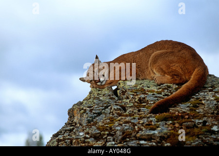 Cougar imposition rock Banque D'Images
