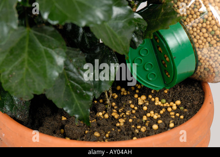 Granules d'engrais à libération lente d'être appliqués au sol d'une plante en pot Banque D'Images