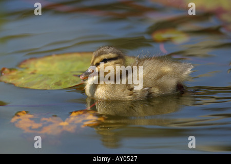 Un canard colvert, Anas platyrhnchos nageant dans un étang. Îles Britanniques Banque D'Images