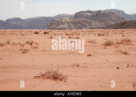 Camel famille dans le désert de Wadi Rum, Jordanie, Moyen-Orient Banque D'Images