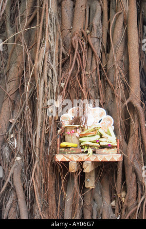 Petit sanctuaire sur arbre, Bali Banque D'Images