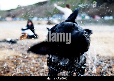 Labrador noir de l'eau sur la plage Banque D'Images