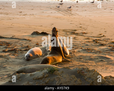 Les éléphants de mer sur la côte de la californie centrale Banque D'Images