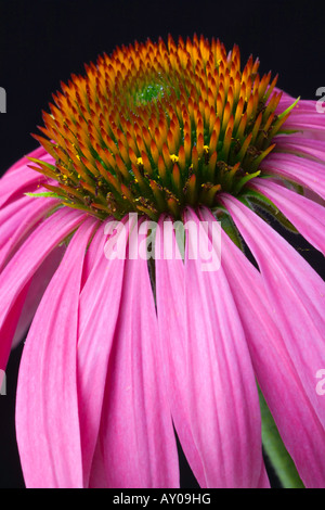 Échinacée Echinacea purpurea Banque D'Images