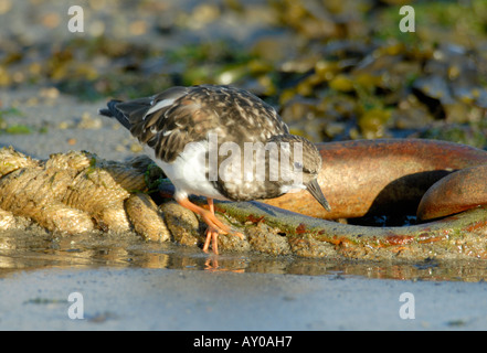 Un collier Arenaria interpres alimentation en plumage d'hiver Banque D'Images