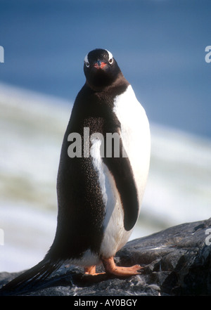 Gentoo pingouin à Neko Harbour sur la péninsule Antarctique Banque D'Images