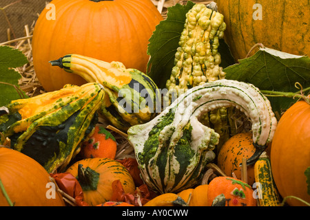Les citrouilles colorées et les courges de ci-dessus au-dessus de la tête de gros plans grandes images haute résolution images horizontales aux États-Unis haute résolution des États-Unis Banque D'Images