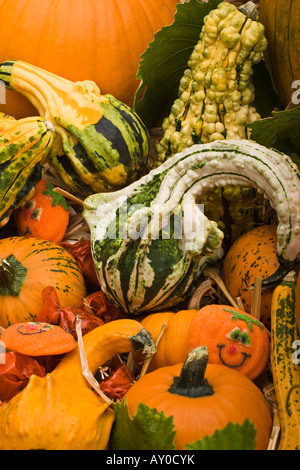 Les citrouilles colorées et les courges de dessus au-dessus de la tête gros plan images très haute résolution images format vertical aux États-Unis haute résolution US Banque D'Images