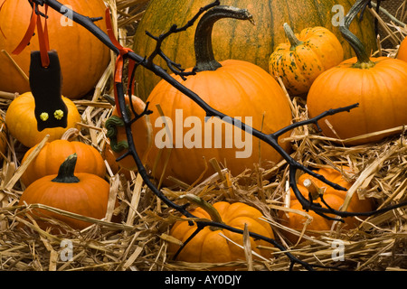 Happy Halloween Time décoration avec les citrouilles orange différentes sortes de ci-dessus au-dessus de la tête fermez personne arrière-plan horizontal aux États-Unis haute résolution Banque D'Images