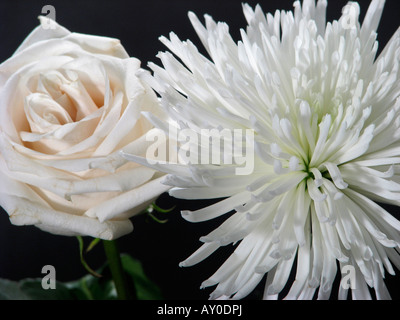 Une rose blanche avec chrysanthème en fleurs fleurs sur fond noir vue de dessus personne aucune image florale détail horizontal haute résolution Banque D'Images