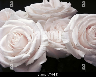 Beau bouquet de roses blanches fond plein personne encore la vie photos fleurs fond d'écran premium luxe premium idées haute résolution Banque D'Images