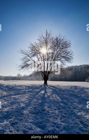 Grâce à l'éclatement des membres soleil arbre couvert de neige Bullitt Comté Ohio Banque D'Images