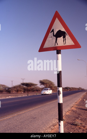 Panneau de circulation dans le Moyen-Orient montrant Attention danger de chameaux en Oman Banque D'Images