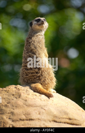 Meerkat Suricate Suricata suricatta Sentinel maitresse mongoose vigilance alerte faune animal poilu mignon joli Banque D'Images
