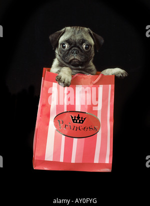 Chiot Pug dans un sac Banque D'Images