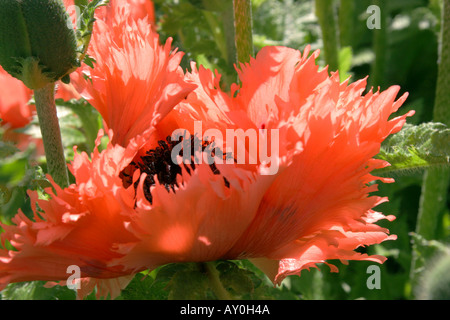 Rose fleur de pavot oriental plumeuse nom botanique Papaver orientale Banque D'Images