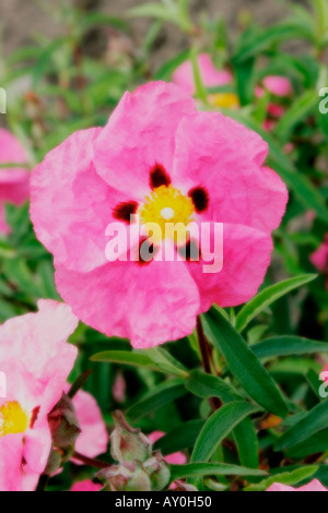 Fleur Orchidée rose profond de ciste Soft focus nom botanique Cistus x purpureus Banque D'Images