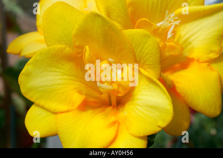 Fleurs jaunes de Freesia usine Alderney closeup Banque D'Images