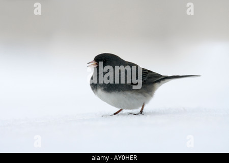 Junco ardoisé sombre dans la neige Banque D'Images