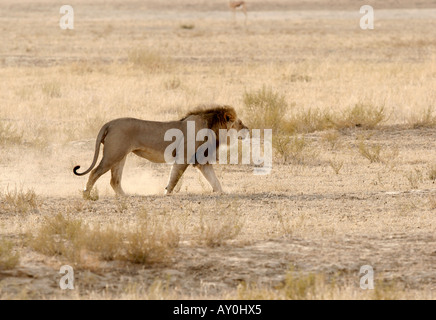 La crinière d'un Lion Noir du Kalahari Banque D'Images