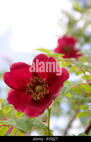 Seule fleur rouge de Rose Rosa moyesii Geranium close up Banque D'Images