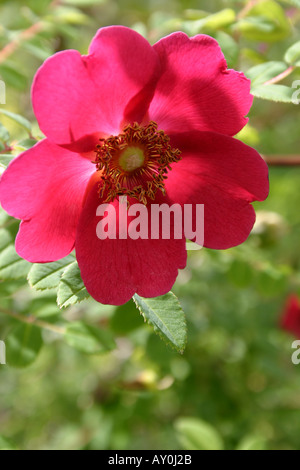 Seule fleur rouge de Rose Rosa moyesii Geranium close up Banque D'Images