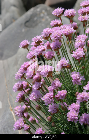 Fleur sauvage Rose La Mer ou l'économie de plus en plus parmi les rochers sur mer nom botanique Armeria maritima Banque D'Images
