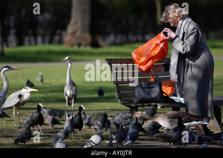 Héron cendré Ardea cinerea Regents Park Londres printemps nourris Banque D'Images