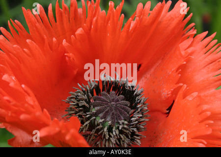 Fleur rouge de jardin plante Pavot d'Orient close up nom botanique Papaver orientale Banque D'Images