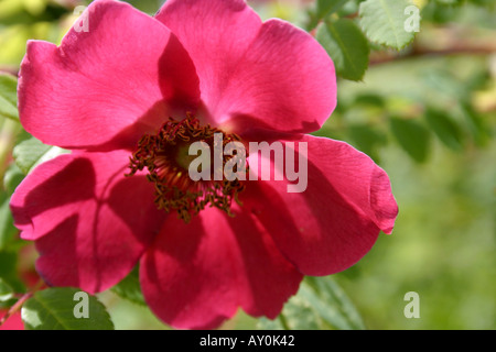 Seule fleur rouge de Rose Rosa moyesii Geranium close up Banque D'Images