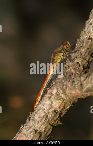 Ruddy femelle Sympetrum sanguineum (dard). Banque D'Images