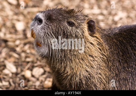 Portrait d'un Ragondin (Myocastor coypus), un herbivore rongeur semi-aquatique originaire de l'Amérique du Sud. Banque D'Images