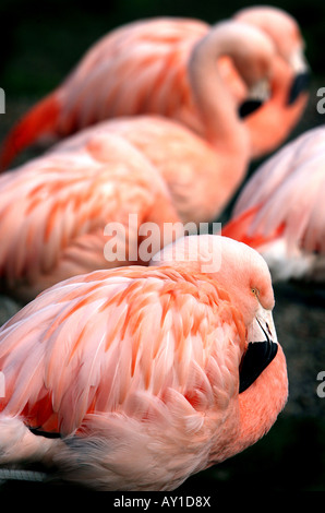 Flamengos au Zoo de Drusillas Sussex Banque D'Images