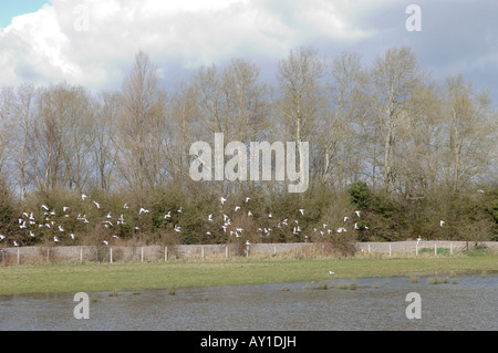 Les mouettes passer de champs inondés côté Thames Banque D'Images