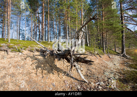 Racines d'un vieux pin tombé Banque D'Images
