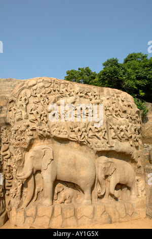 Détail de l'éléphant au bas-relief de la Descente du Gange arjunas pénitence mamallapuram Banque D'Images