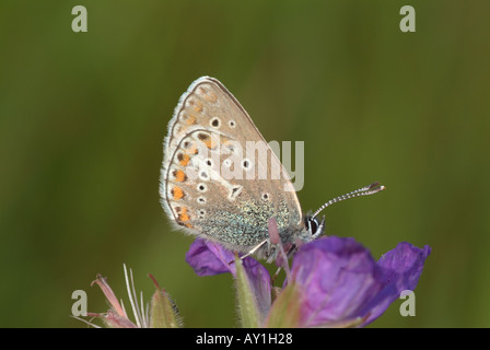 Eumedonia eumedon géranium (ARGUS). Banque D'Images