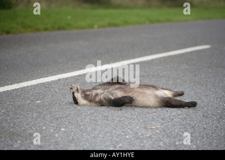 Badger mort dans le milieu de la route Banque D'Images