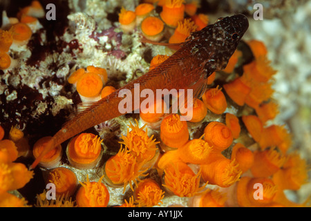 Triplefin Tripterygion melanotus Banque D'Images