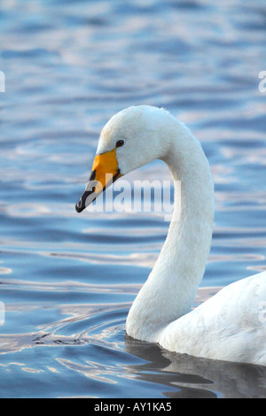 Cygne chanteur Cygnus cygnus Martin simple Lancashire England UK GO Banque D'Images