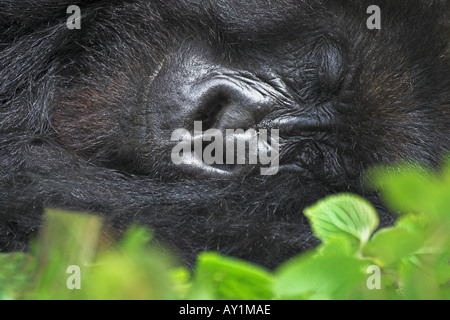 Mountain Gorilla gorilla beringei endormi dans le Parc National des Volcans au Rwanda close up close-up closeup Banque D'Images