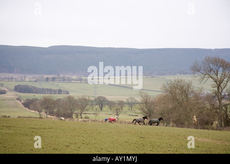 Champs autour de Glanton en Angleterre Northumberland rural. Banque D'Images