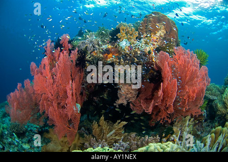 Les récifs coralliens en Indonésie, sous-marin, plongée, plongée sous-marine, l'océan, sur la mer, l'eau colorée en bleu, l'eau claire, les récifs de corail, Banque D'Images